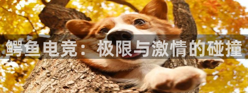 易游电竞官网：鳄鱼电竞：极限与激情的碰撞
